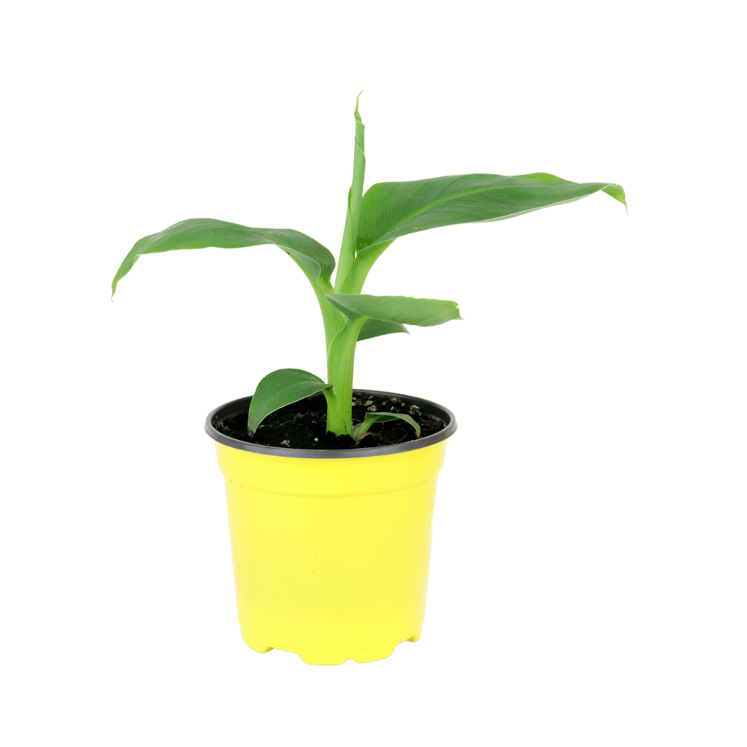4" Banana Plant image 0