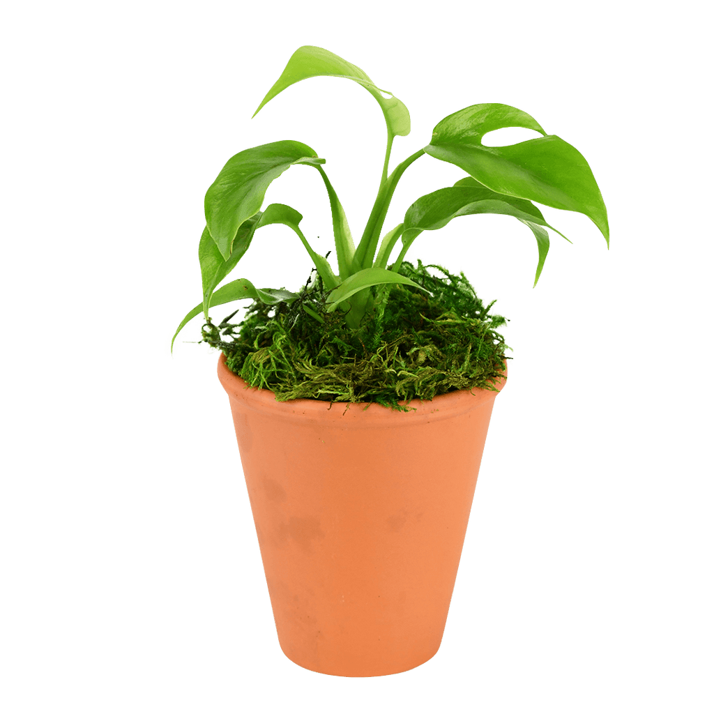 2.5" Monstera Minima image 0