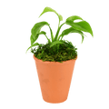 2.5" Monstera Minima image 0