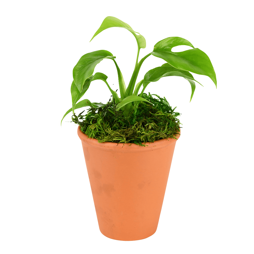 2.5" Monstera Minima image 0
