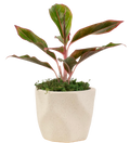 4" Chinese Evergreen Red Siam image 0