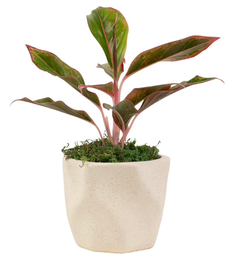 4" Chinese Evergreen Red Siam image 0