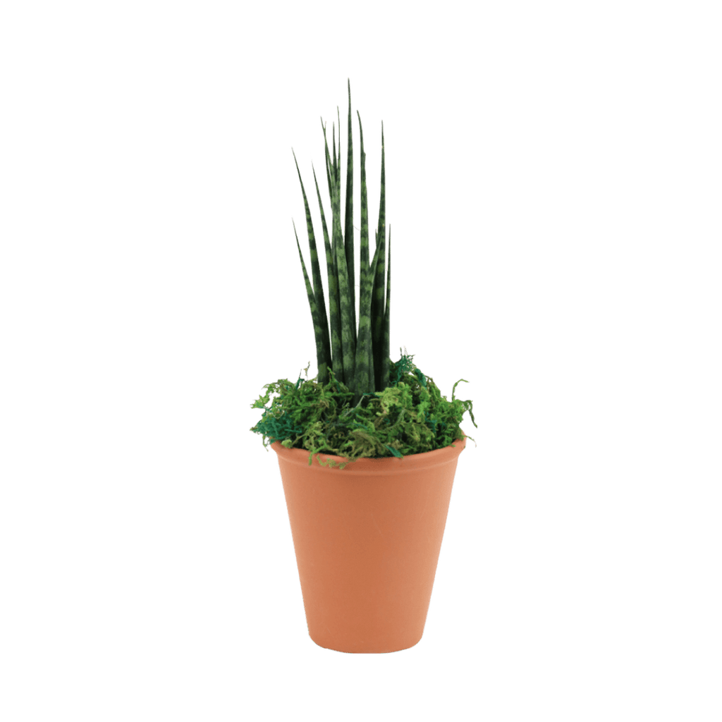 2.5" Sansevieria Mikado Fernwood image 0