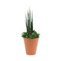 2.5" Sansevieria Mikado Fernwood image 0