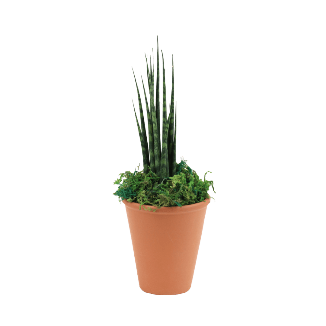 2.5" Sansevieria Mikado Fernwood image 0