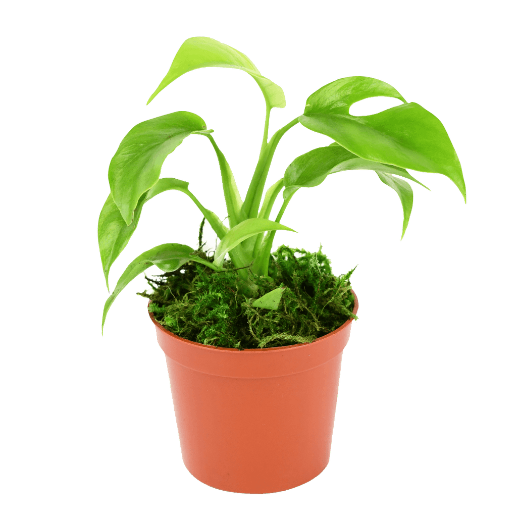2.5" Monstera Minima image 1