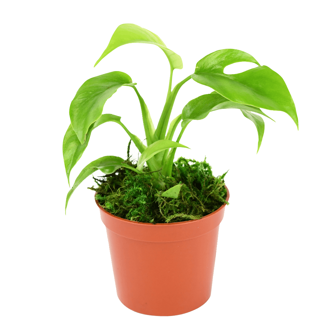 2.5" Monstera Minima image 1