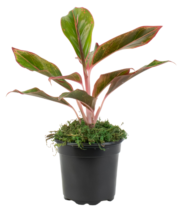 4" Chinese Evergreen Red Siam image 1