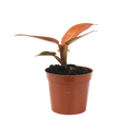 2.5" Philodendron Red Sun image 0
