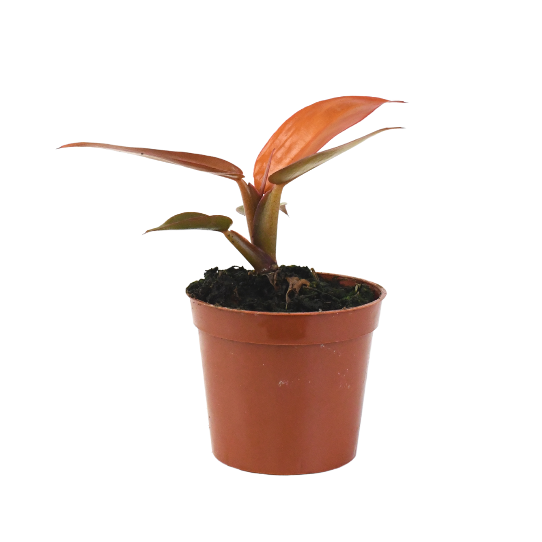 2.5" Philodendron Red Sun image 0