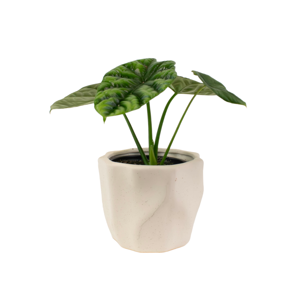 4" Alocasia Dragon Scale image 0