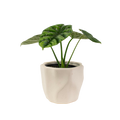 4" Alocasia Dragon Scale image 0