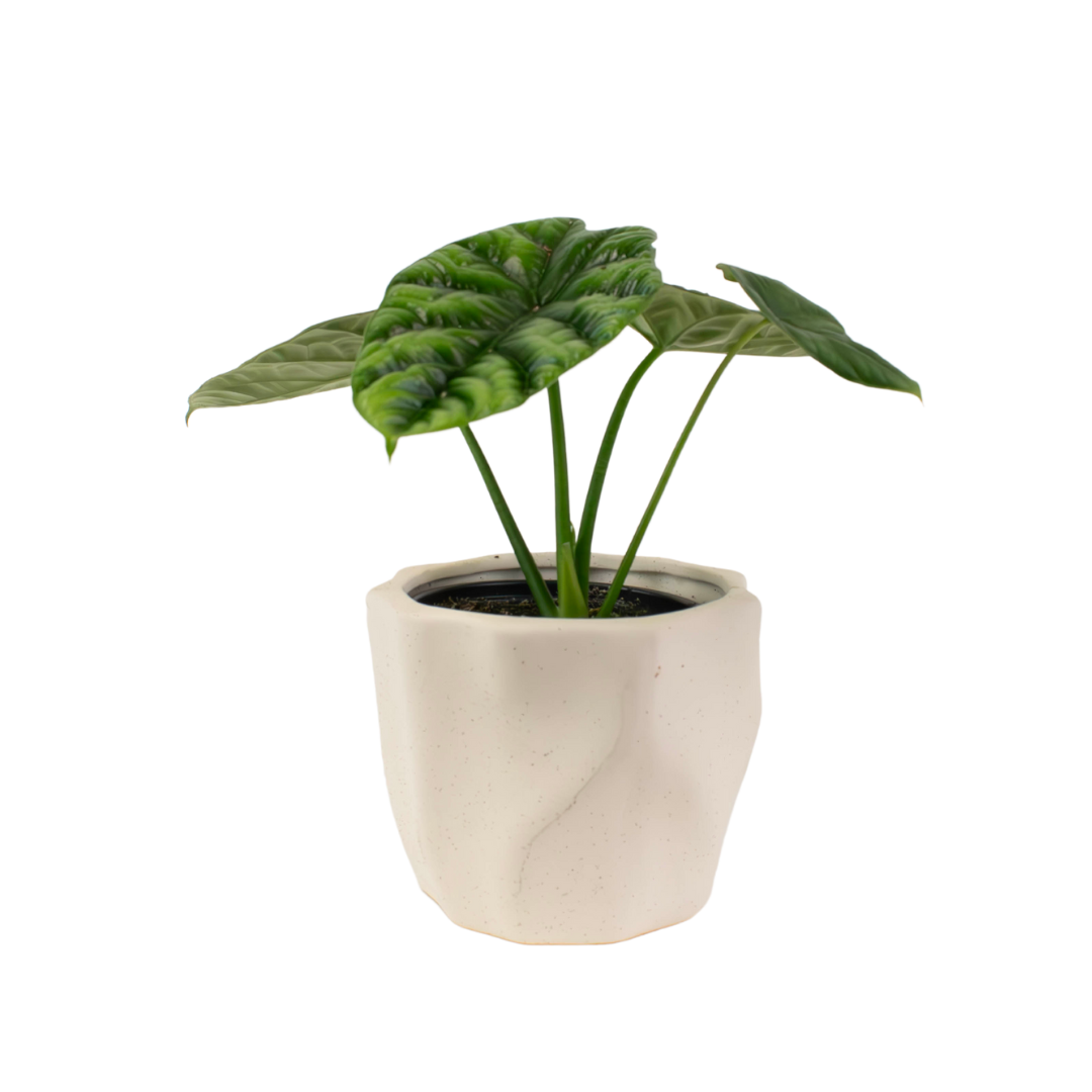 4" Alocasia Dragon Scale image 0