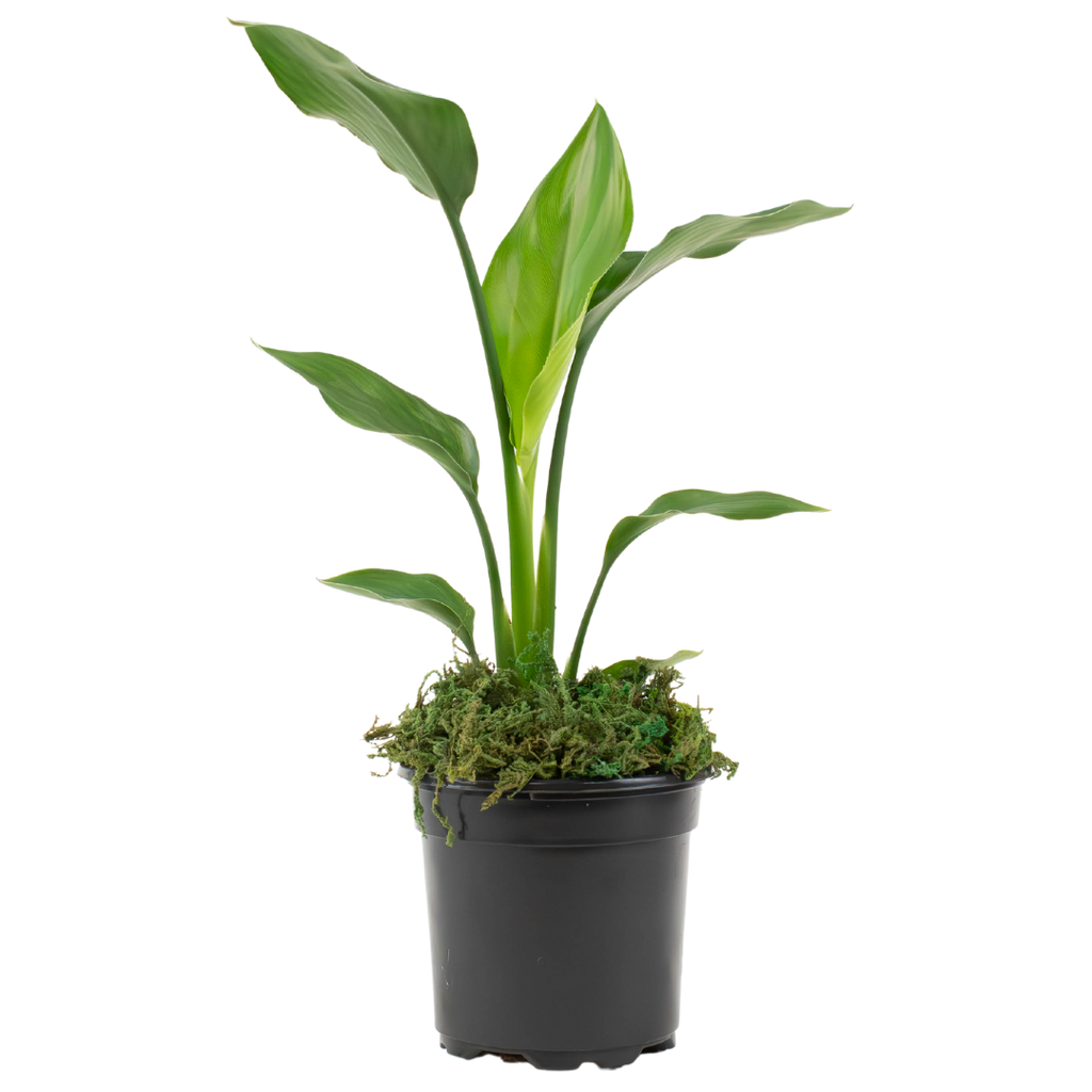 4" Bird of Paradise, White image 1