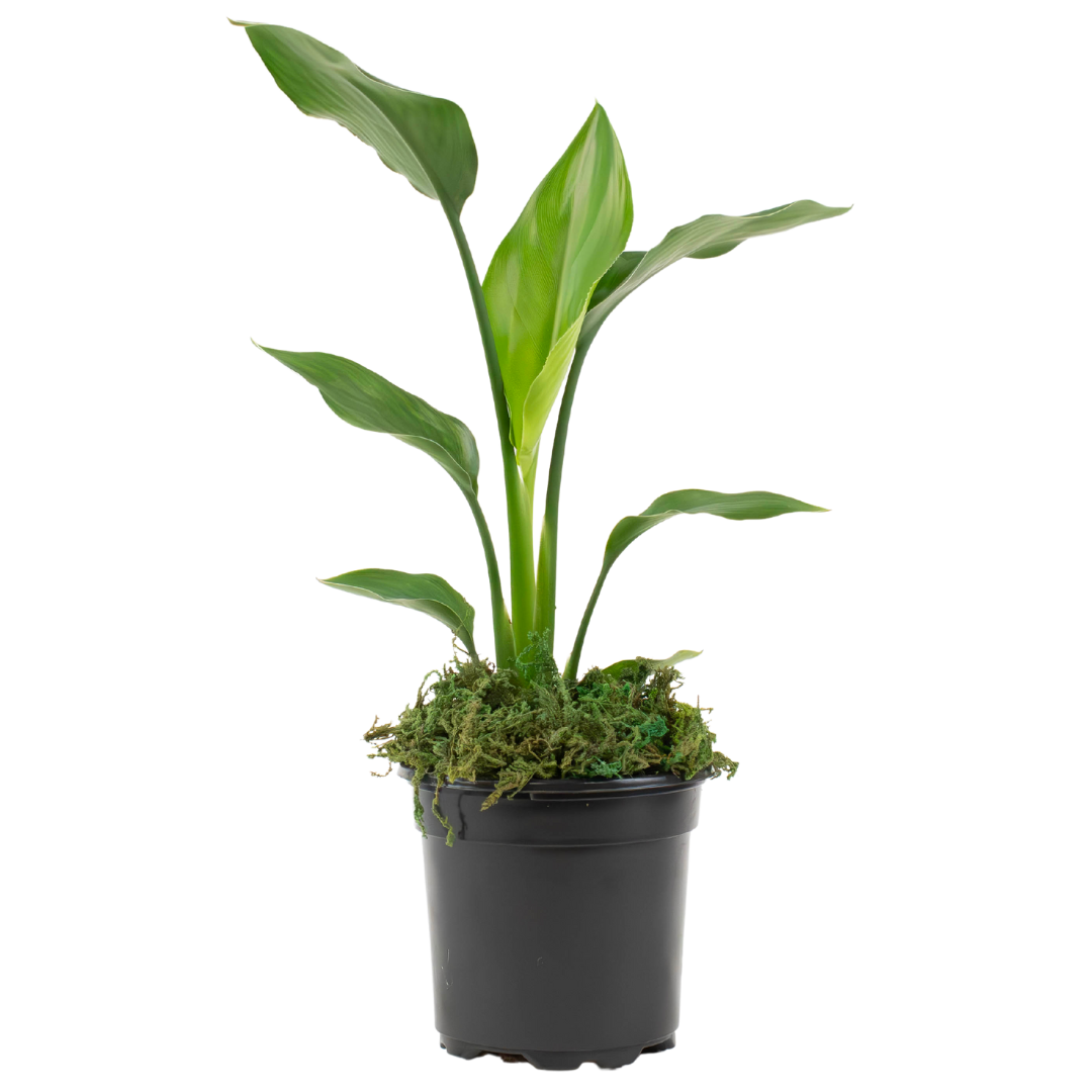 4" Bird of Paradise, White image 1