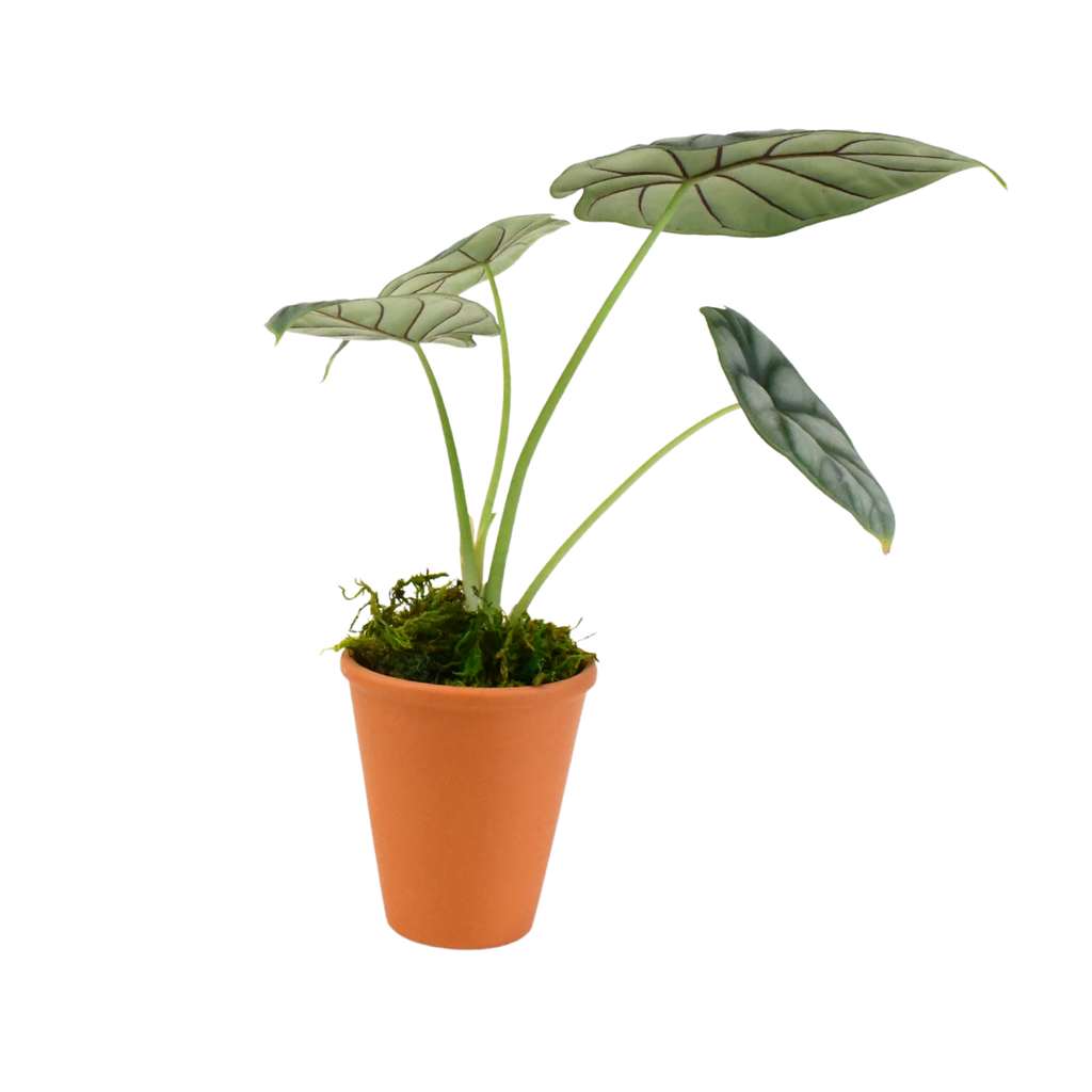 2.5" Alocasia Silver Dragon image 0