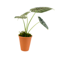2.5" Alocasia Silver Dragon image 0