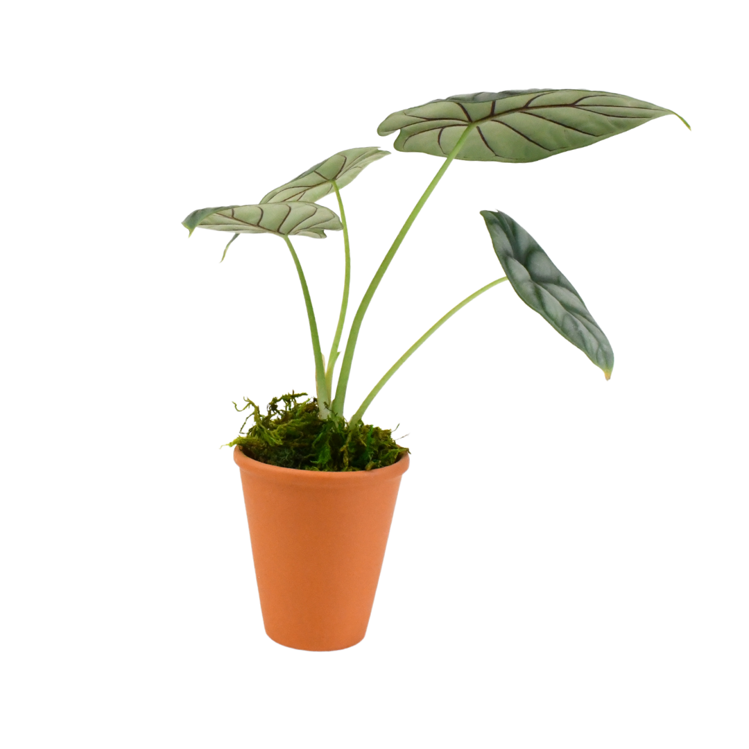 2.5" Alocasia Silver Dragon image 0