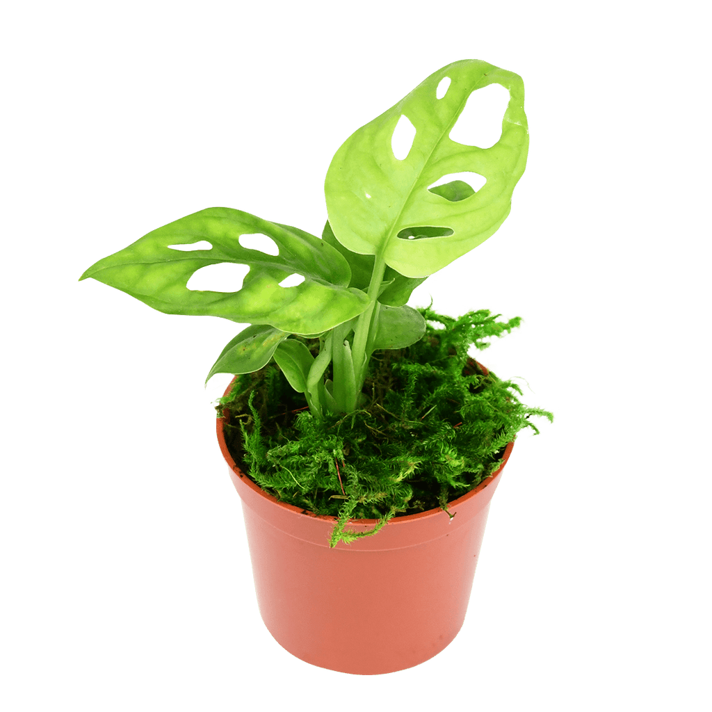 2.5" Monstera Adansonii - Swiss Cheese image 1