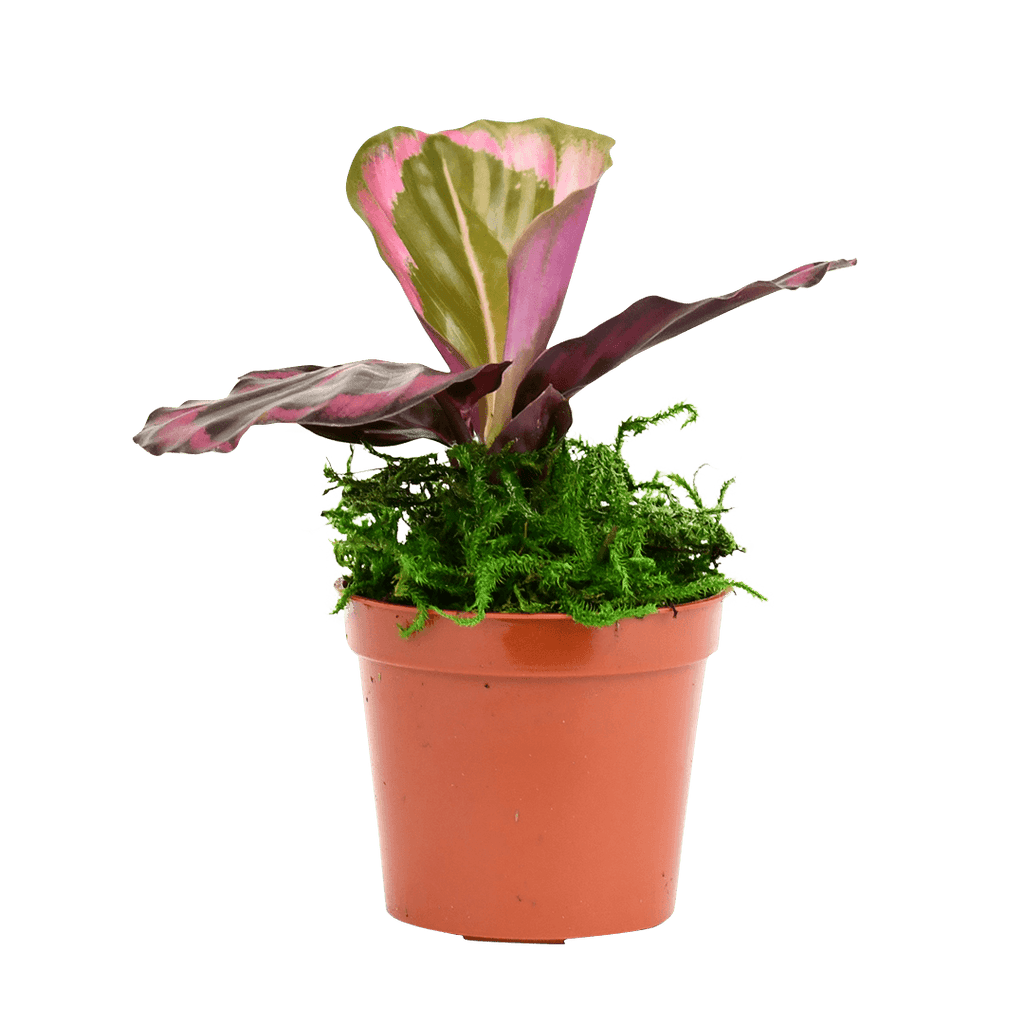 2.5" Calathea Red Mojo image 2