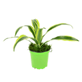 4" Dracaena Lemon Lime image 0