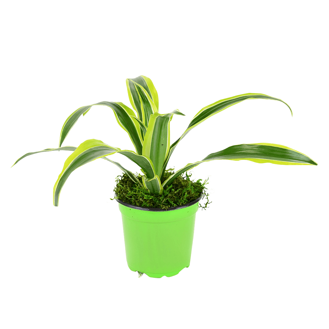 4" Dracaena Lemon Lime image 0