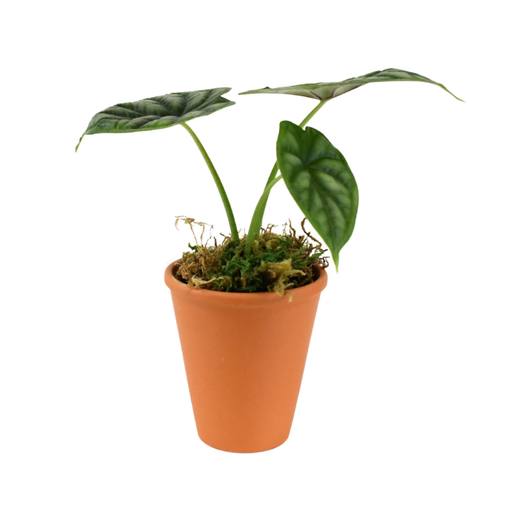 2.5" Alocasia Dragon Scale image 0