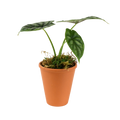 2.5" Alocasia Dragon Scale image 0