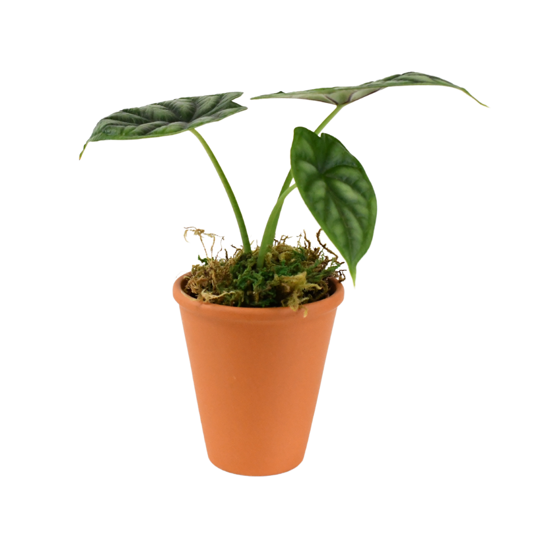2.5" Alocasia Dragon Scale image 0