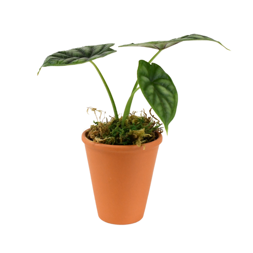 2.5" Alocasia Dragon Scale image 0