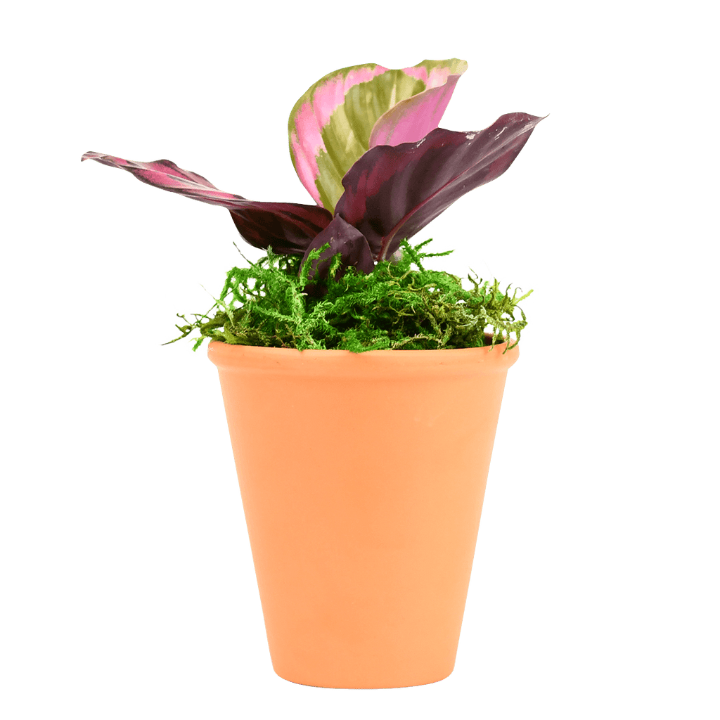 2.5" Calathea Red Mojo image 0