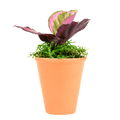2.5" Calathea Red Mojo image 0