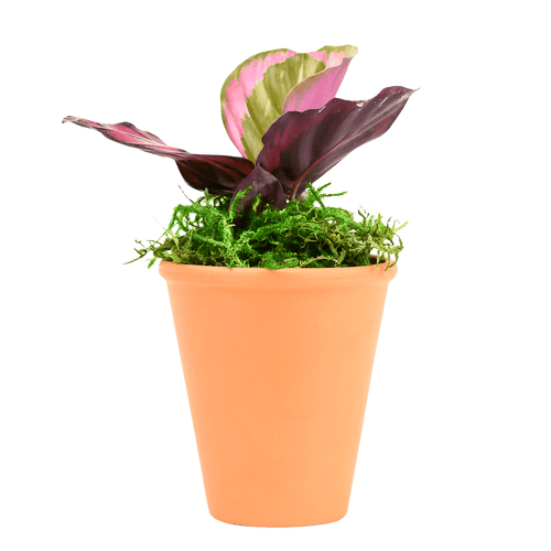 2.5" Calathea Red Mojo image 0