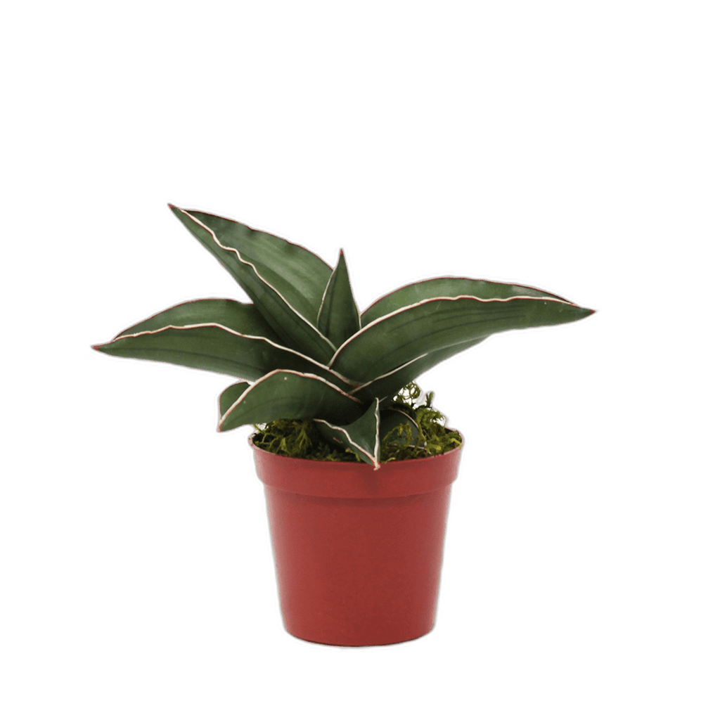 2.5" Sansevieria Samurai image 1