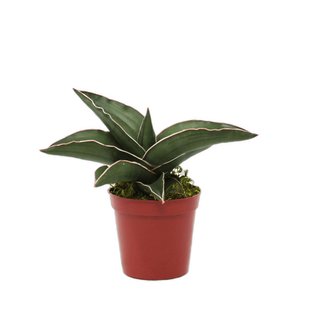 2.5" Sansevieria Samurai image 1