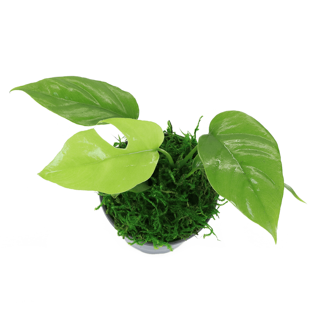 4" Monstera Minima image 1