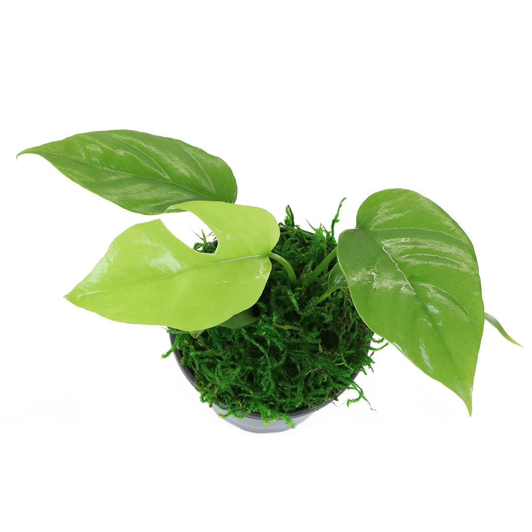 4" Monstera Minima image 1