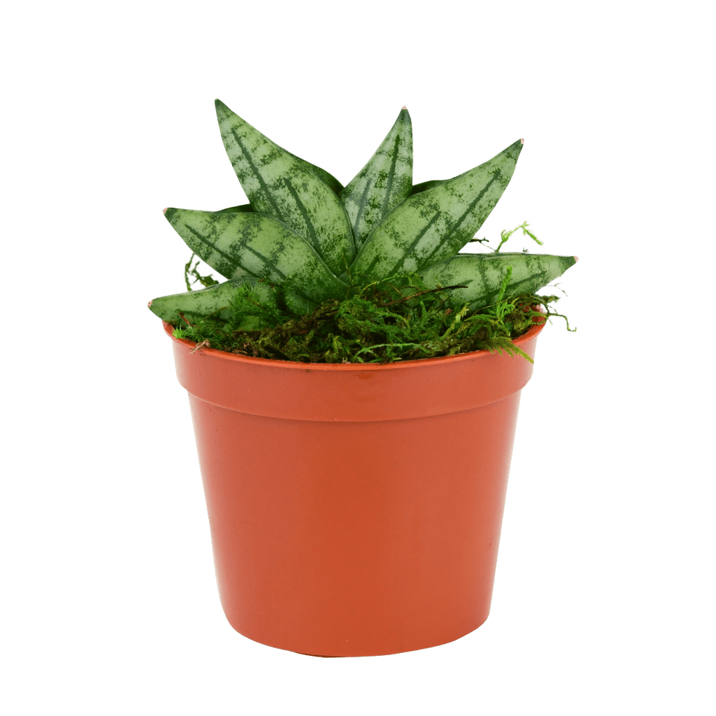 2.5" Sansevieria Compacta Starfish image 1