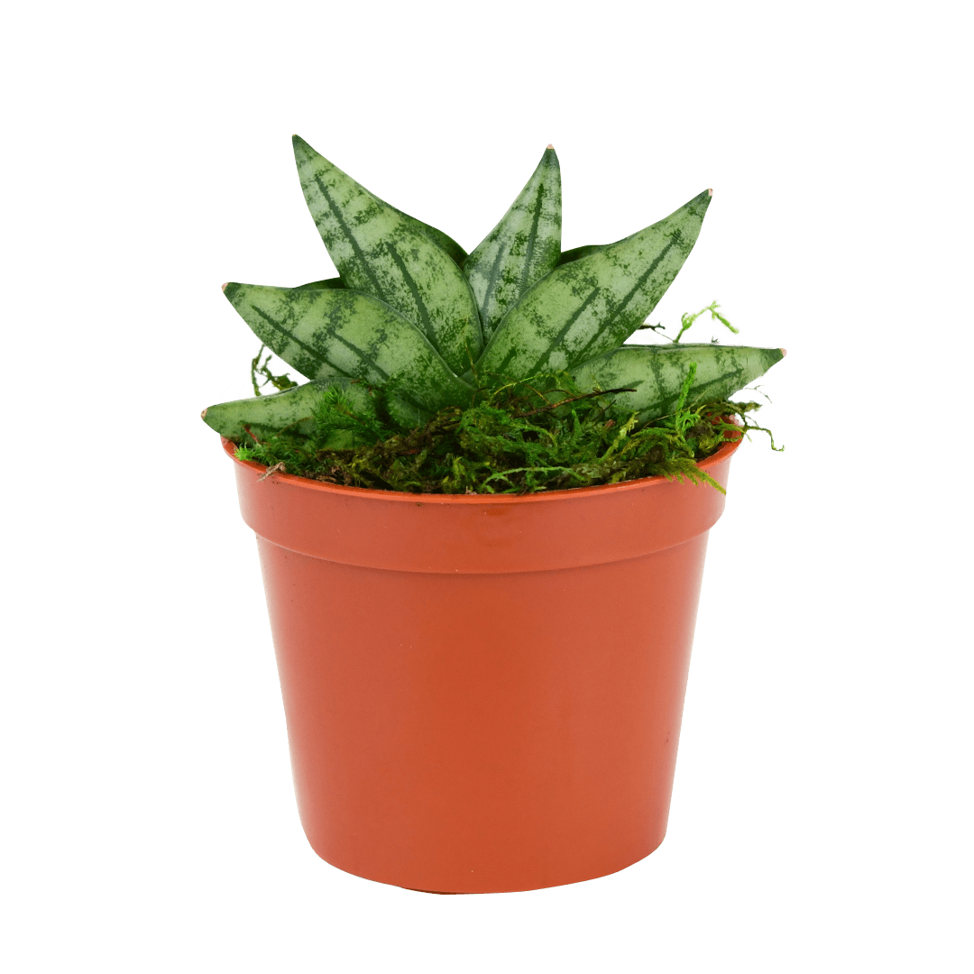 2.5" Sansevieria Compacta Starfish image 1