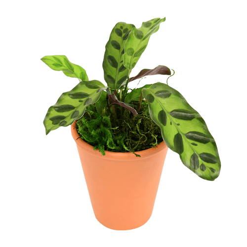 2.5" Calathea Rattlesnake image 1
