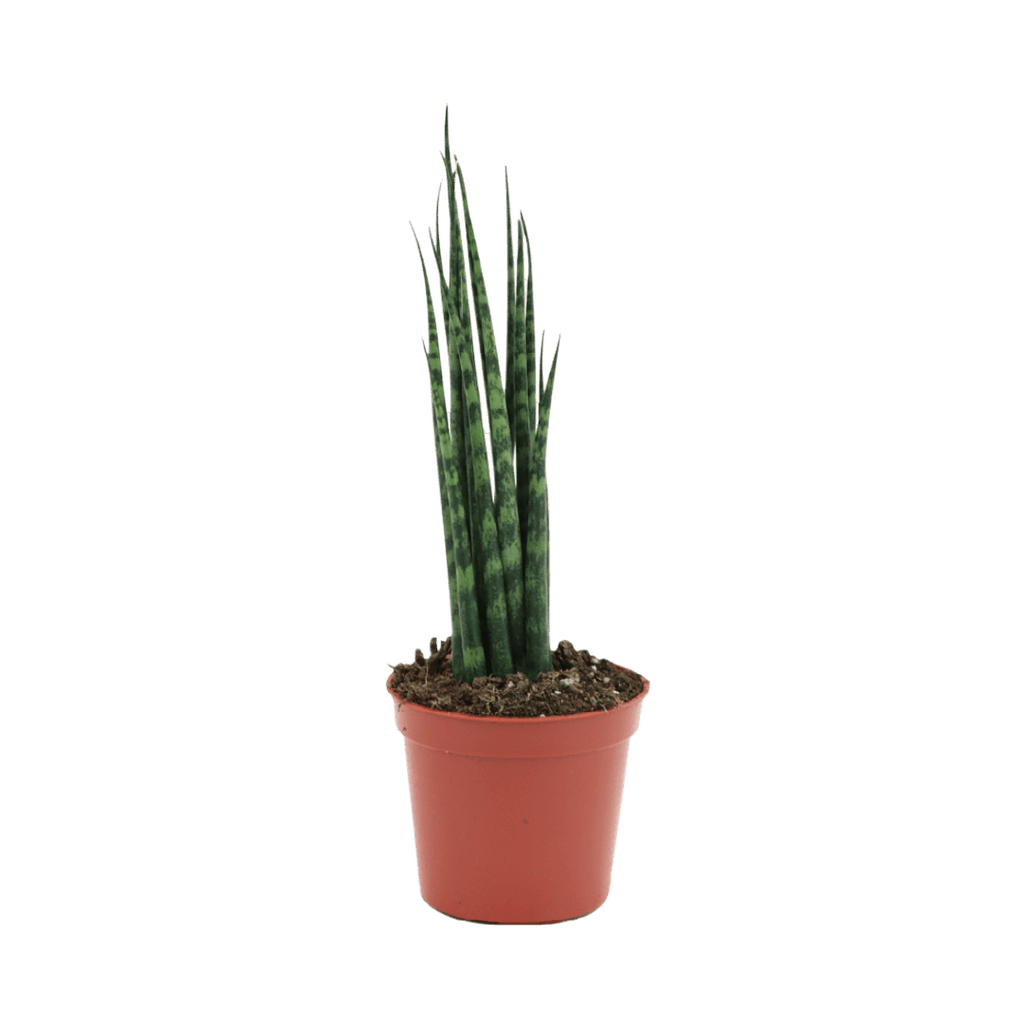 2.5" Sansevieria Mikado Fernwood image 1