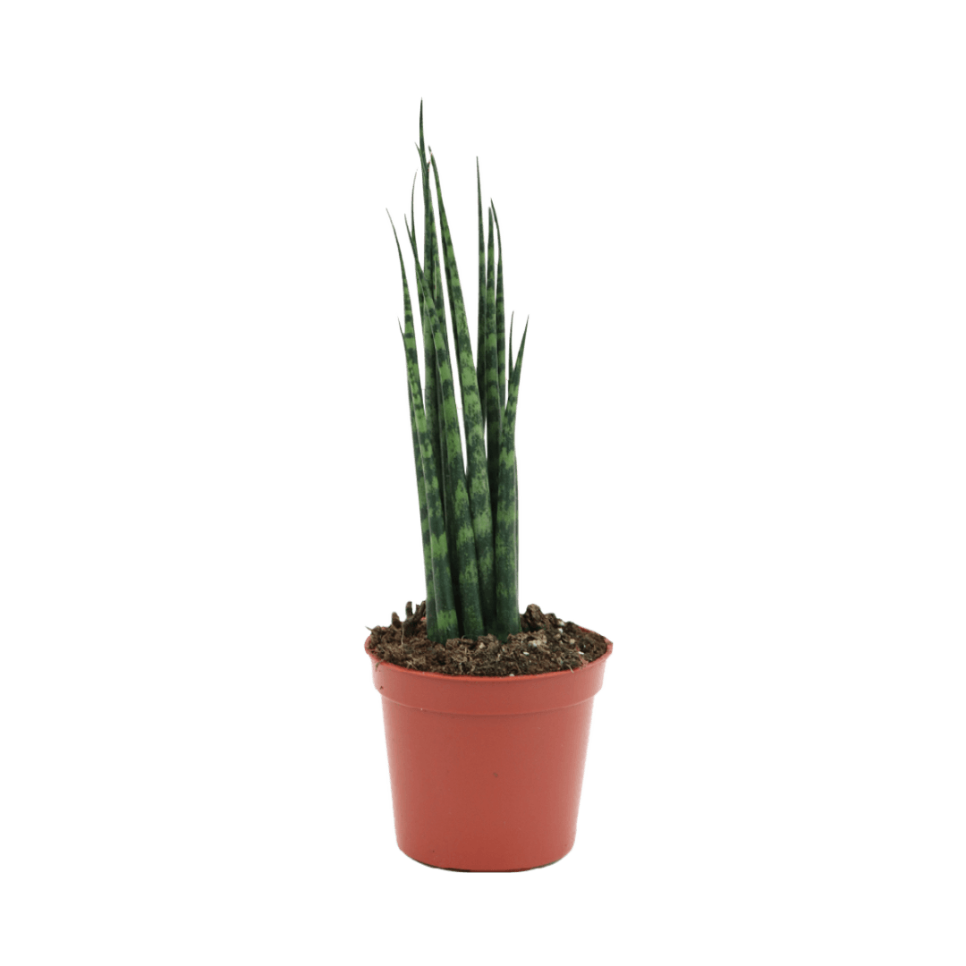 2.5" Sansevieria Mikado Fernwood image 1