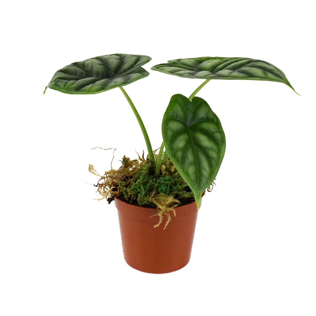 2.5" Alocasia Dragon Scale image 1