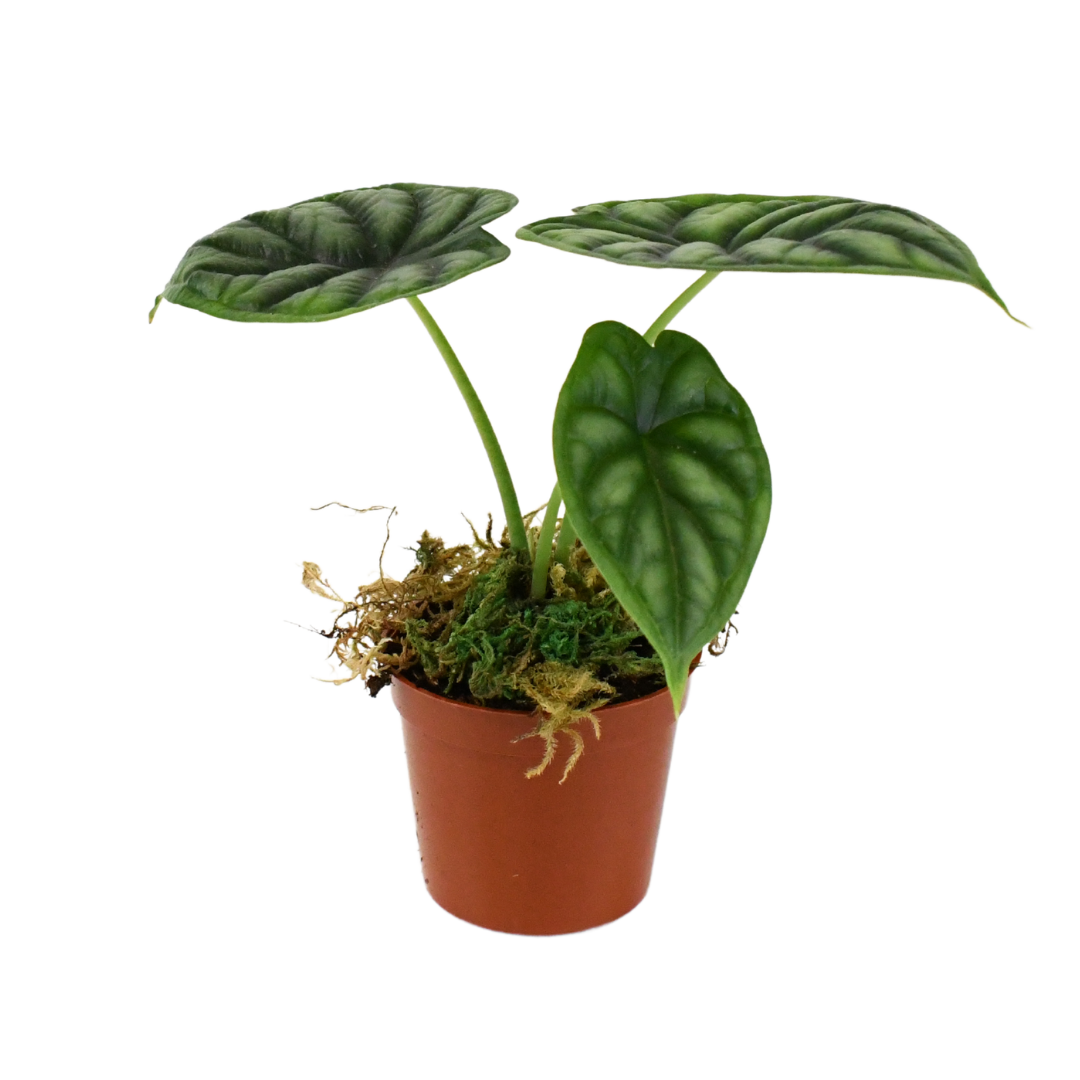 2.5" Alocasia Dragon Scale image 1