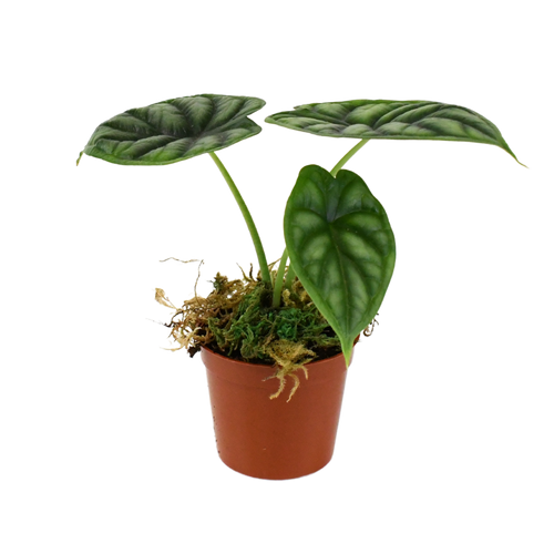 2.5" Alocasia Dragon Scale image 1