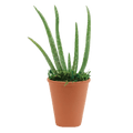 2.5" Aloe Vera image 0