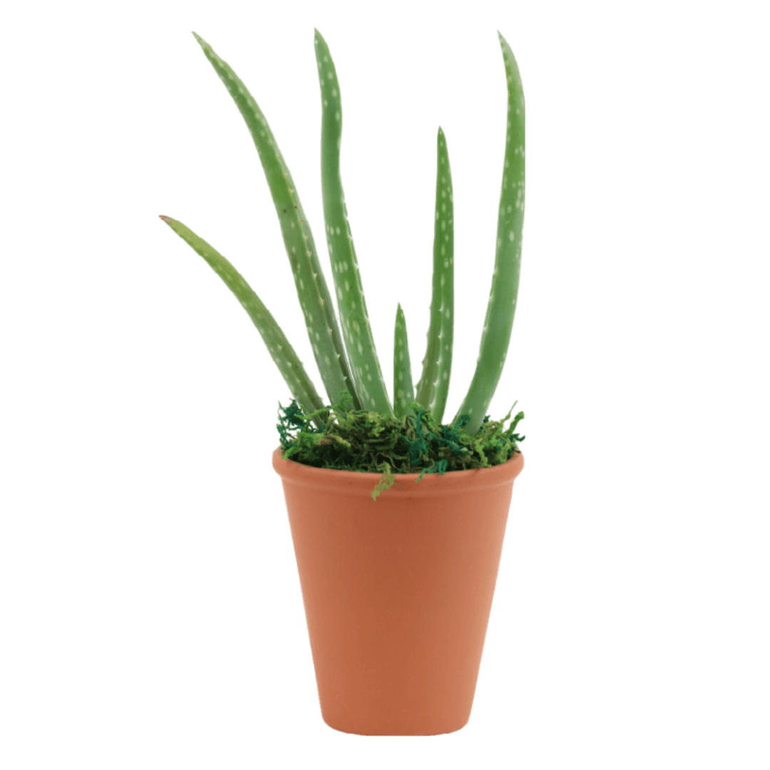2.5" Aloe Vera image 0