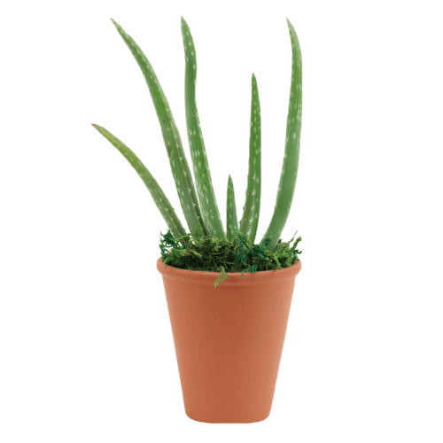 2.5" Aloe Vera image 0