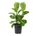 10" Fiddle Leaf Fig image 0