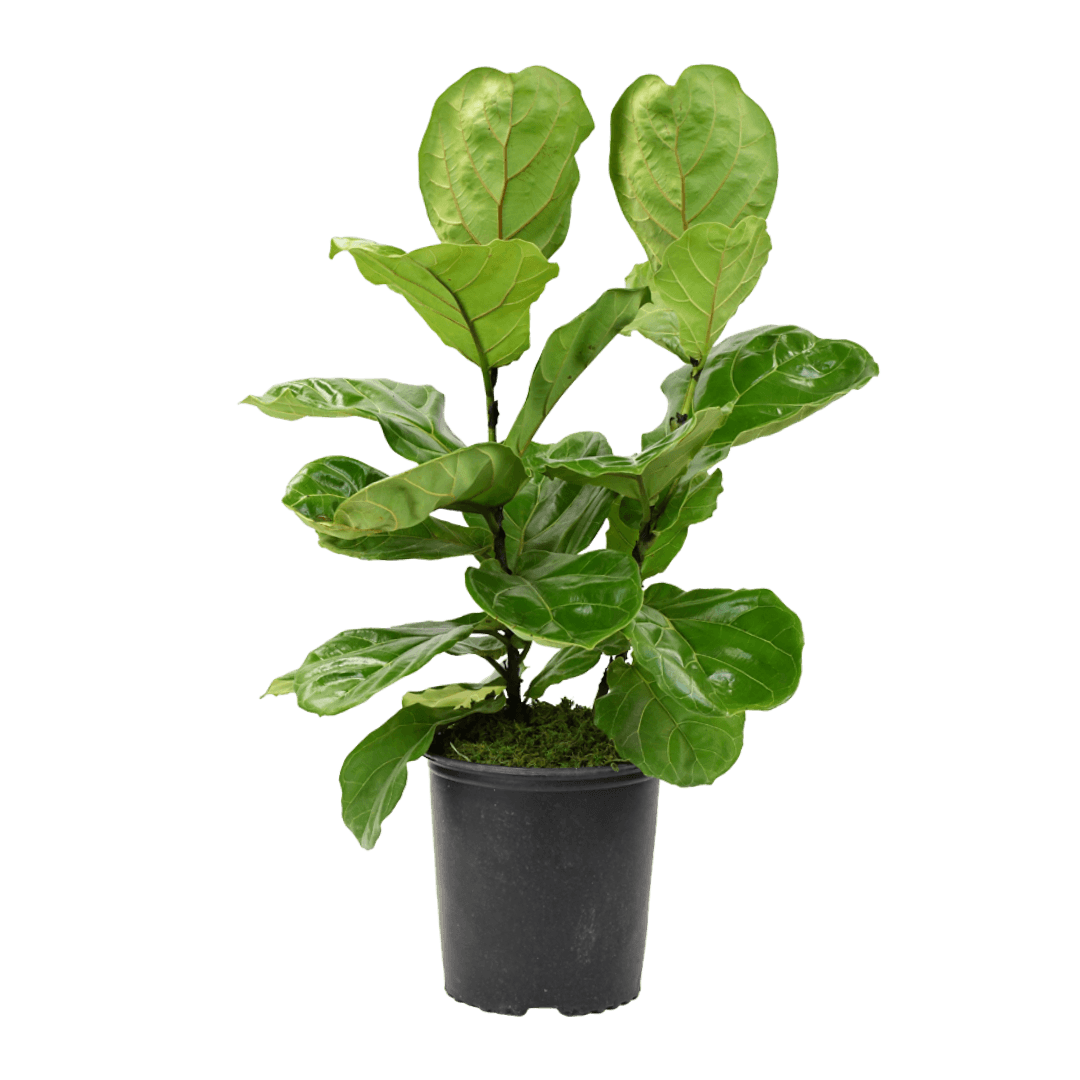 10" Fiddle Leaf Fig image 0